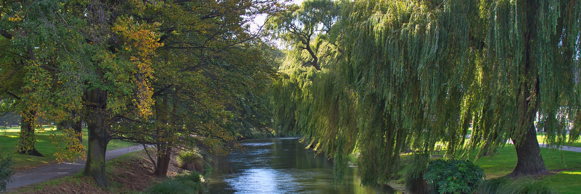 picture of a river in the centre of the frame on a sunny day, flanked on  either side by large, leafy trees native to New Zealand with sunlight  kissing the tops